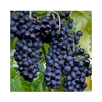 WINOGRON szczepiony czarny - sadzonki 60 / 80 cm